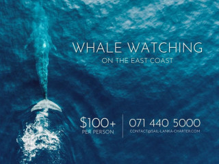 Whale Watching with Sail Lanka - USD 100