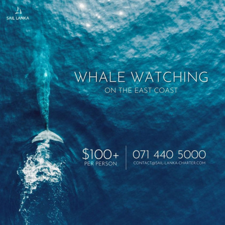 whale-watching-with-sail-lanka-usd-100-big-0