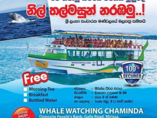 Whale Watching Mirissa Sri Lanka
