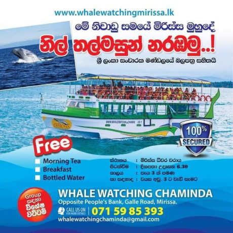 whale-watching-mirissa-sri-lanka-big-0