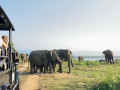 udawalawa-wild-elephant-safari-small-0