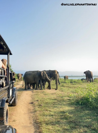 udawalawa-wild-elephant-safari-big-0