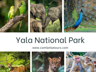 Yala National Park  Safari