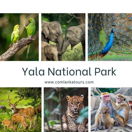 yala-national-park-safari-big-0