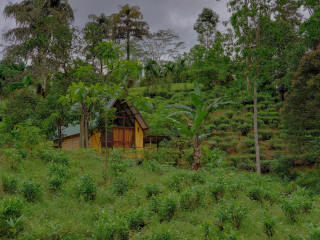 Rainforest Clay Cabin