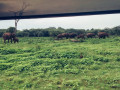 chameera-yala-safari-small-0