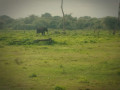chameera-yala-safari-small-4