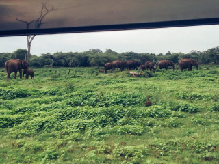 Chameera Yala Safari