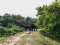 lunugamwehera-national-park-by-wild-trails-safari-small-4