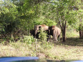 lunugamwehera-national-park-by-wild-trails-safari-small-1