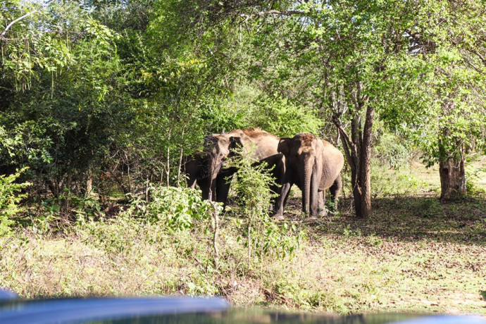 lunugamwehera-national-park-by-wild-trails-safari-big-1