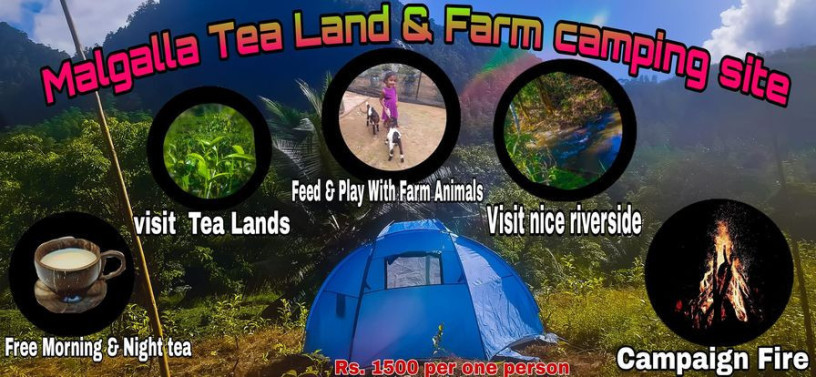 malgalla-tea-land-farm-camping-site-big-3