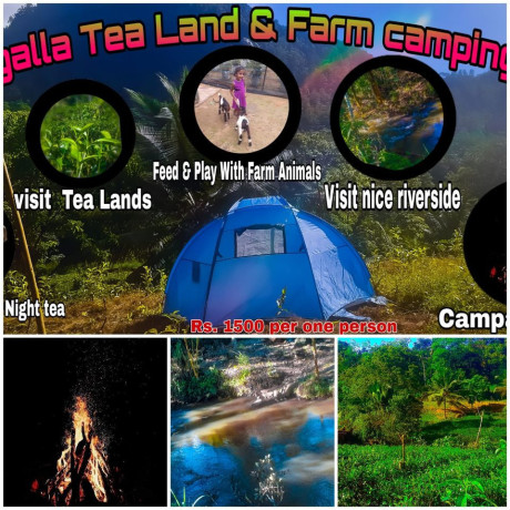 malgalla-tea-land-farm-camping-site-big-2