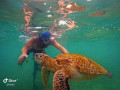 snorkeling-with-green-turtle-tours-small-1