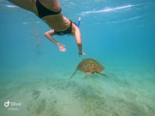 Snorkeling with Green turtle tours