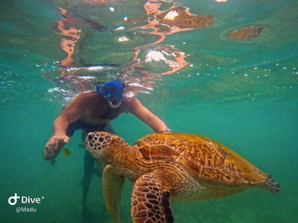 snorkeling-with-green-turtle-tours-big-1